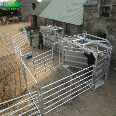 ألواح السياج الماشية المغلفنة بالغمس الساخن 1.6 متر مع دبابيس / عروات ملحقة